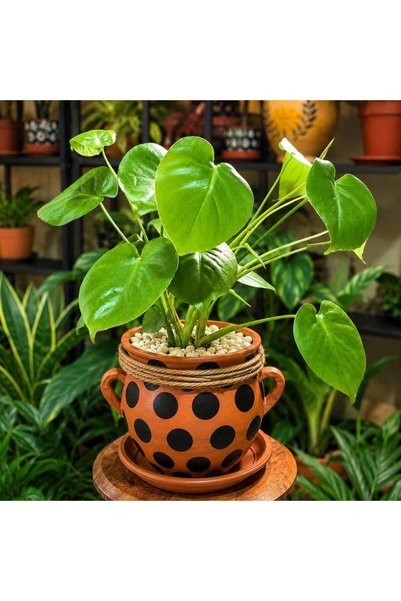Malak Garden Monstera Deliciosa in Pottery Inspired by the True Spirit of Afr...