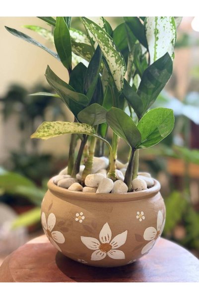 Malak Garden An Elegant Blend of Aglonemium Snow White and Zamia in a Harmoni...