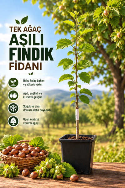 FİDANKÖY Tek ağaç aşılı fındık fidanı Corlyus Colurna buyuk saksıda Çakıldak ...