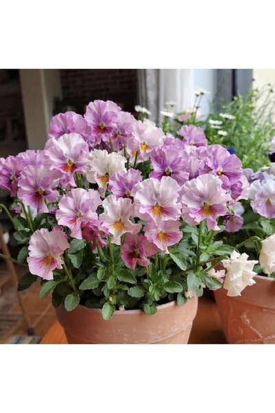 Bloom & Sow Seed بذور زهرة البانسي الأرجوانية، 100 بذرة، زهرة كبيرة متموجة ال...