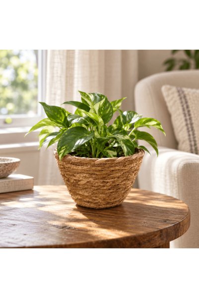 SPR Small wicker basket سلة خوص صغيرة
