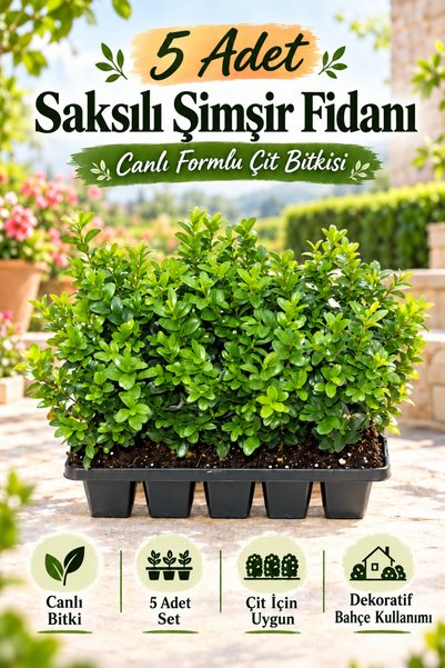 Nura Botanik Avantajlı Paket 10-20 cm 5 Adet Saksılı Şimşir Fidanı – Canlı Fo...