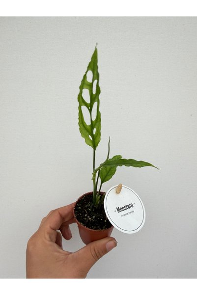 nazlı çiçekçilik Monstera Obliqua Peru Saksıda Özel Tür