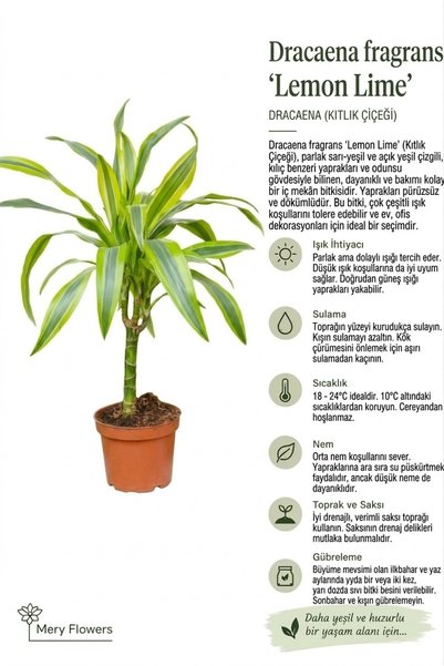 Mery Flowers Dracaena Lemon Lime - Large (Dracena Fragrans) Yellow 30 cm
