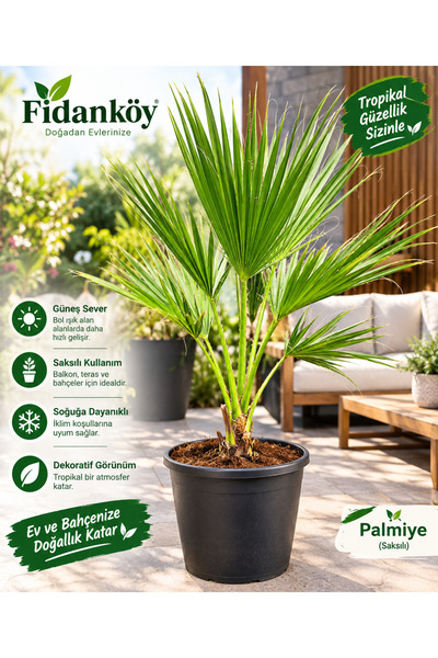 FİDANKÖY Palmiye Saksılı Tüylü palmiye Soğuğa dayanıklı