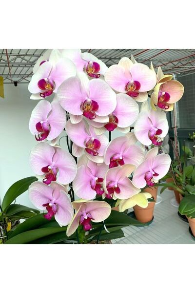Bloom & Sow Seed بذور زهرة الأوركيد الفالاينوبسيس باللون الوردي الفاتح، 100 ب...