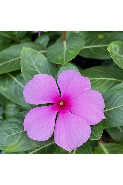Bloom & Sow Seed بذور زهرة البيريونكل (الليلك) - 100 بذرة، زهرة بنفسجية فاتحة...