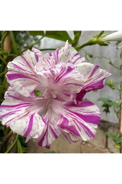Bloom & Sow Seed بذور نبات الصباح المزدوج المخطط باللون الأرجواني، 100 بذرة، ...