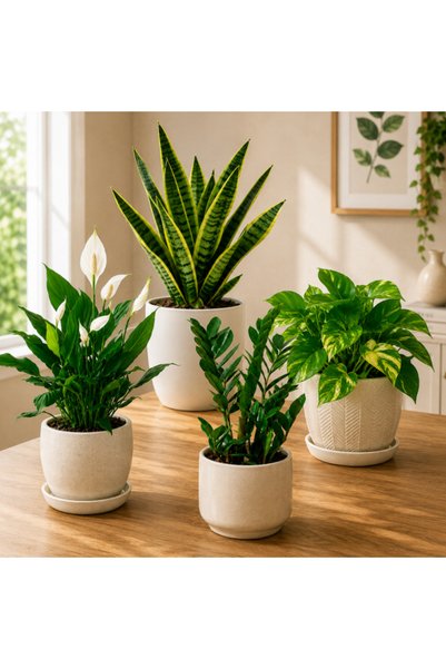 Generic Air Purifier Bundle - With Plastic Pot