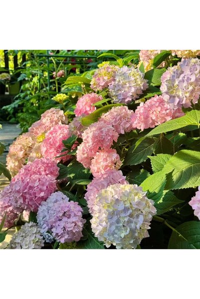 Bloom & Sow Seed بذور هيدرانجيا متعددة الألوان، 100 بذرة، هيدرانجيا كبيرة الأ...
