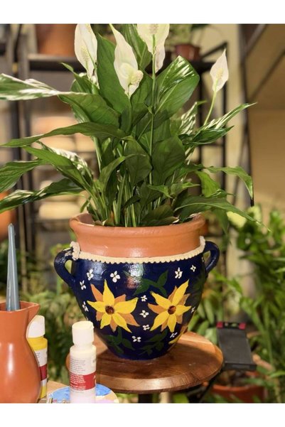 Malak Garden (Lily of Peace) a Refined Indoor Plant with Its Calm White Flowe...