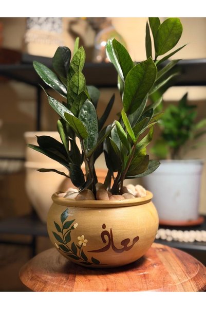 Malak Garden قطعة فنية تجمع بين فخامة الزاميا ريفن السوداء بأوراقها الداكنة ا...