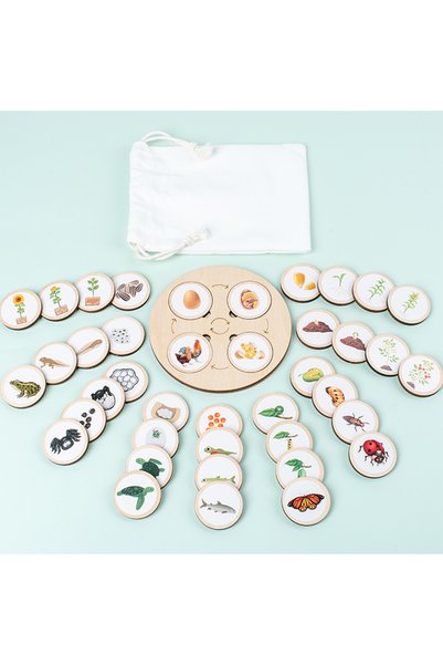 Choice Light Grey Life Cycle Board Montessori Kit Biology Science Education F...