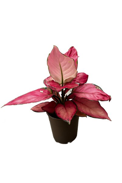 Betonish Aglaonema 'Pink Star' (Çin Herdemyeşili)