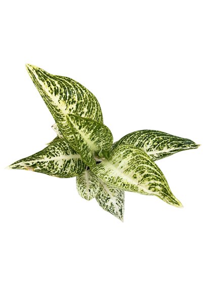 Betonish Aglaonema 'Polar Springtime' (Çin Herdemyeşili)