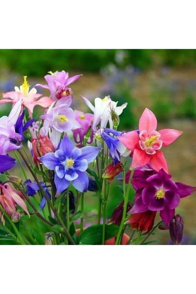 Bloom & Sow Seed Mixed Color Columbine Seeds,100 Seeds,Hardy Perennial Aquile...