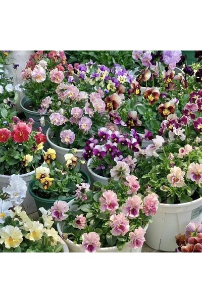 Bloom & Sow Seed Mixed Color Pansy Seeds,100 Seeds,Assorted Ruffled Viola Tri...