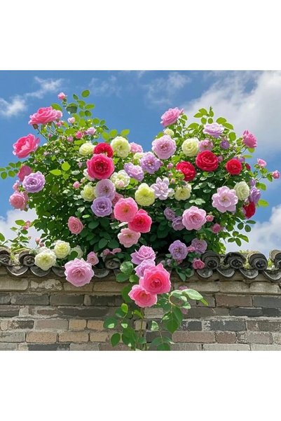 Bloom & Sow Seed بذور ورد متسلق متعددة الألوان، 100 بذور، لتزيين جدران الحدائ...