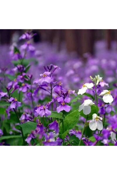 Bloom & Sow Seed Mixed Color Orychophragmus Violaceus Seeds,100 Seeds,Perenni...