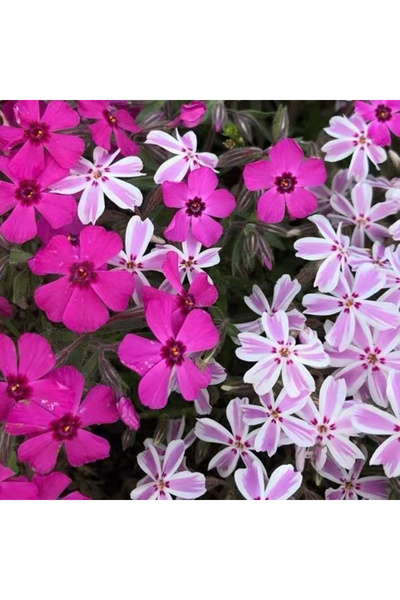 Bloom & Sow Seed Mixed Creeping Phlox Seeds,100 Seeds,Perennial Ground Cover ...