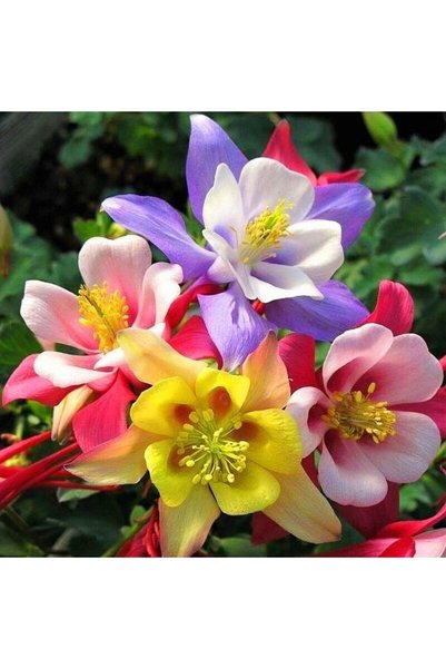 Bloom & Sow Seed Mixed Columbine Seeds,100 Seeds,Hardy Perennial Aquilegia Mu...