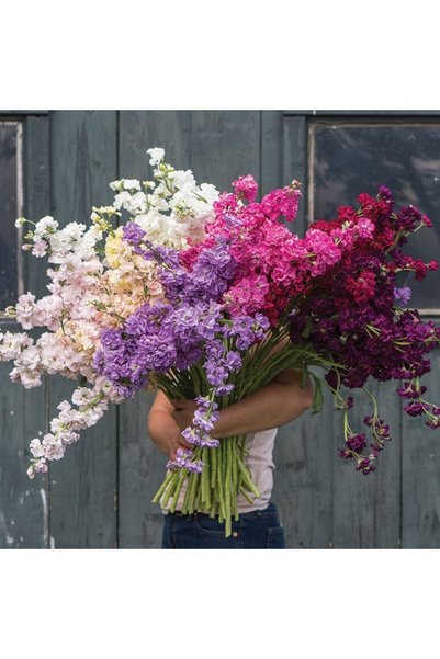 Bloom & Sow Seed Mixed Delphinium Seeds,100 Seeds,Multicolor Larkspur for Gar...