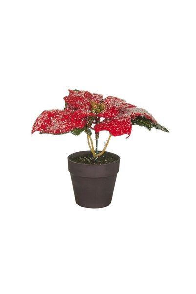 Jumbo Ghiveci Decorativ cu Craciunita 14cm