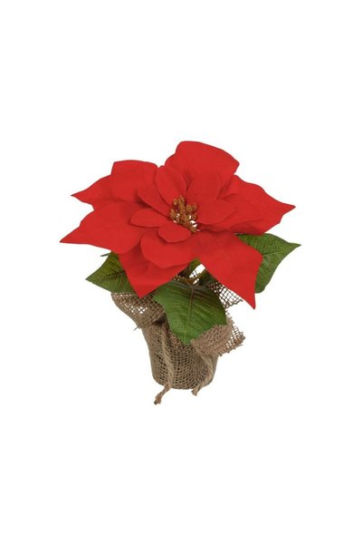 Jumbo Ghiveci Decorativ de Craciun cu Craciunita 20cm