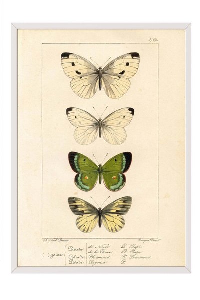 Postifull Classic Butterfly Drawing Poster – White-Framed Artwork No. 160489