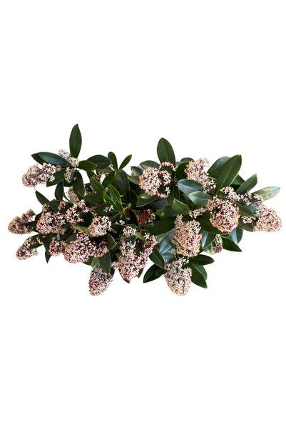 Betonish Skimmia Japonica 'Rubella' (Köpük Çalısı)