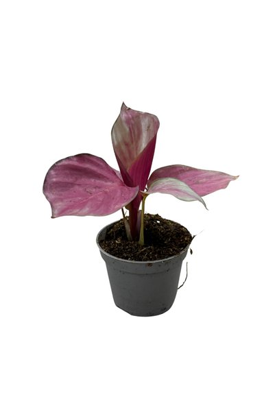 Betonish Calathea 'Silver Plate' (Dua Çiçeği)