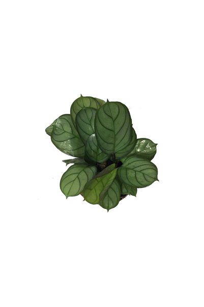 Betonish Ctenanthe Amagris (Dua Çiçeği)