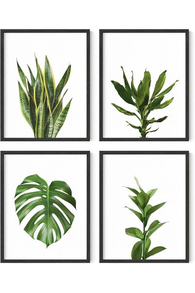 Generic Plant Photo Set of 4-11x14