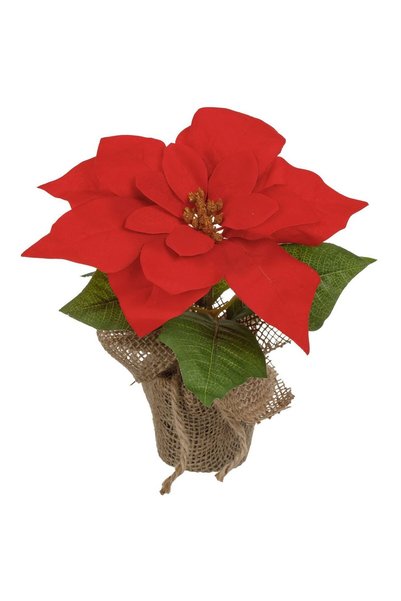 OEM Ghiveci Decorativ de Craciun cu Craciunita 20cm