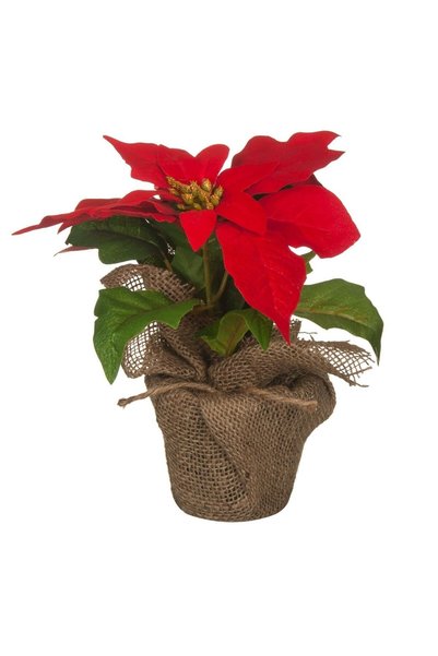 OEM Ghiveci Decorativ cu Craciunita Artificiala 24cm