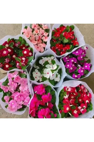 Bloom & Sow Seed Mixed Color Periwinkle Seeds,100 Seeds,Multi-Color Vinca Ros...