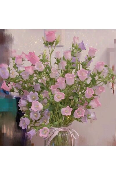 Bloom & Sow Seed بذور زهور كانتربري المختلطة، 100 بذرة، ألوان مختلطة من زهور ...
