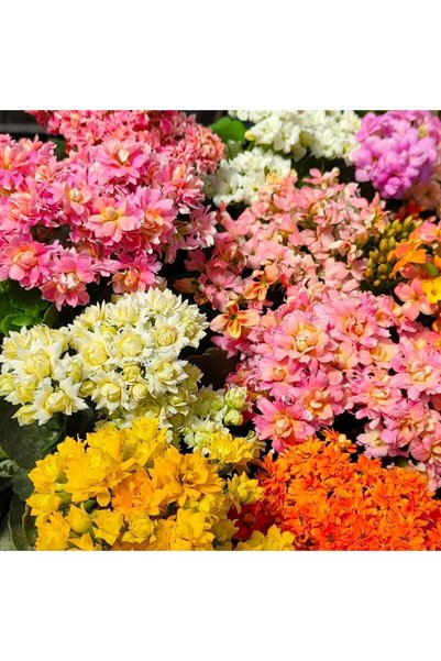 Bloom & Sow Seed Mixed Color Kalanchoe Seeds,100 Seeds,Multi-color Double Suc...