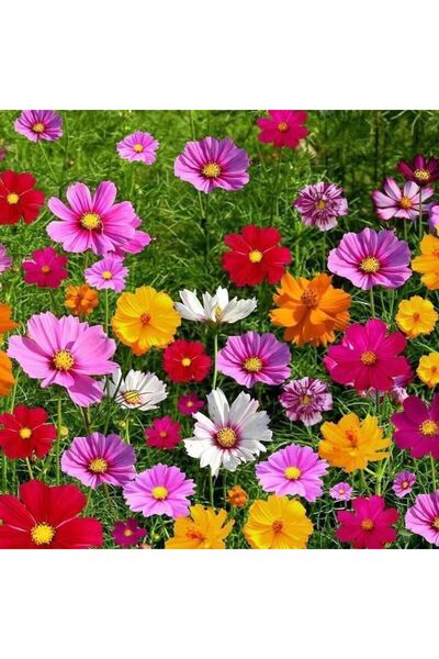 Bloom & Sow Seed Mixed Cosmos Seeds,100 Seeds,Multicolor Cosmos Bipinnatus fo...