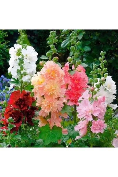 Bloom & Sow Seed Mixed Double Hollyhock Seeds,100 Seeds,Tall Perennial Hollyh...
