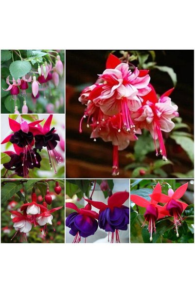 Bloom & Sow Seed بذور الفوشيا المختلطة، 100 بذرة، هجينات الفوشيا بألوان متنوع...