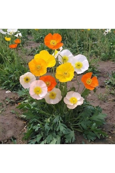 Bloom & Sow Seed بذور الخشخاش الأيسلندية المختلطة، 100 بذرة، بذور خشخاش متعدد...