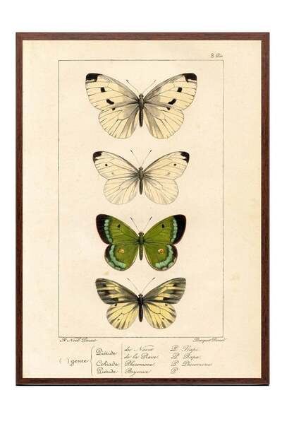 Postifull Classic Butterfly Drawing Poster – Brown-Framed Artwork No. 160489