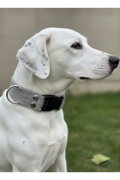 balkonda Dog Collar Adjustable for All Breeds 3 cm Width Colored Cord