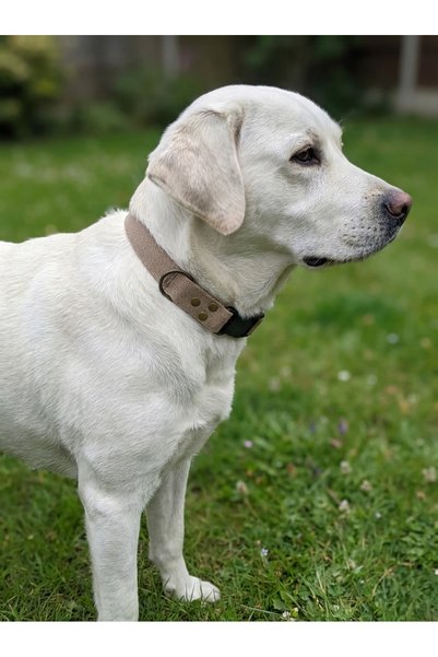 balkonda Dog Collar Adjustable for All Breeds 2.5 cm Wide Colar Cord