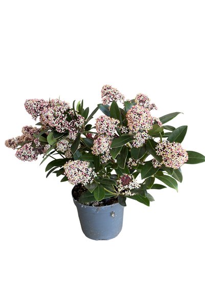 Betonish Skimmia Japonica 'Rubella' (Köpük Çalısı)