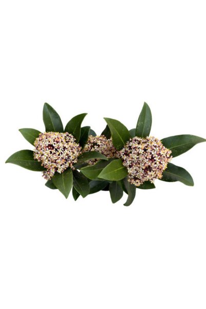 Betonish Skimmia Japonica 'Rubella' (Köpük Çalısı)