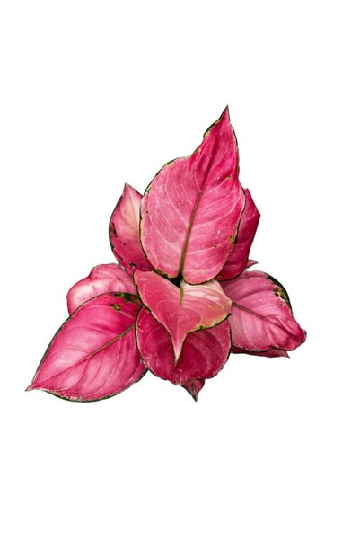 Betonish Aglaonema 'Pink Star' (Çin Herdemyeşili)