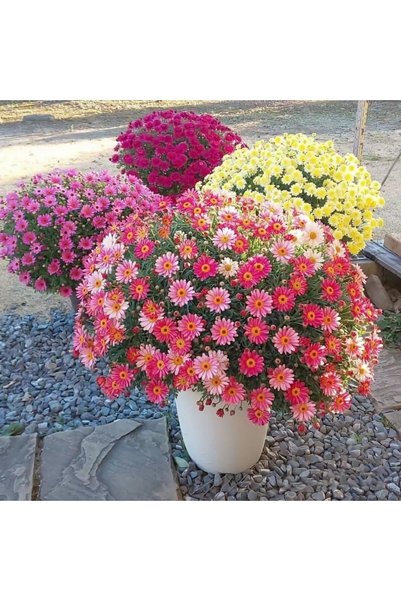 Bloom & Sow Seed Mixed Color Marguerite Daisy Seeds,100 Seeds,Multi-Color Arg...