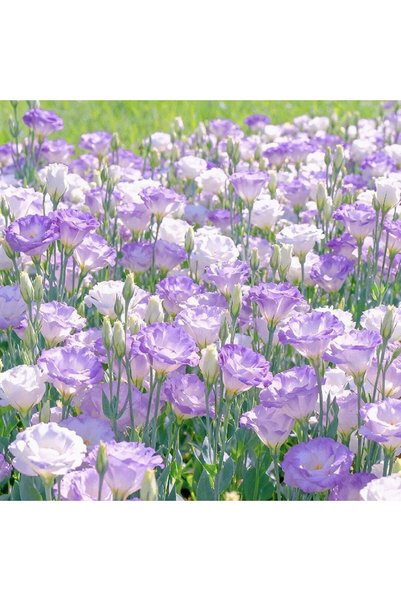 Bloom & Sow Seed بذور إستوما متنوعة، 100 بذرة، زهرة ليسيانثوس متعددة السنوات ...